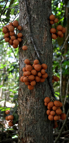Epicharis parasitica (Osbeck) Mabb.