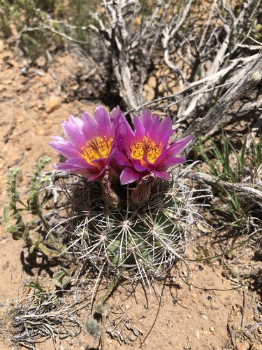 Smallflower Fishhook Cactus