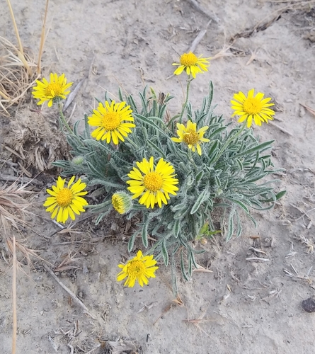 Piper's fleabane (Erigeron piperianus)