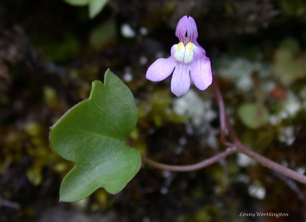 Illustration de Cymbalaria muralis Gaertn., B. Mey. et Scherb.