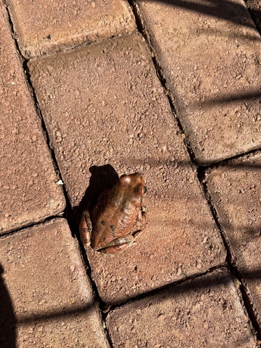 African Red Toad