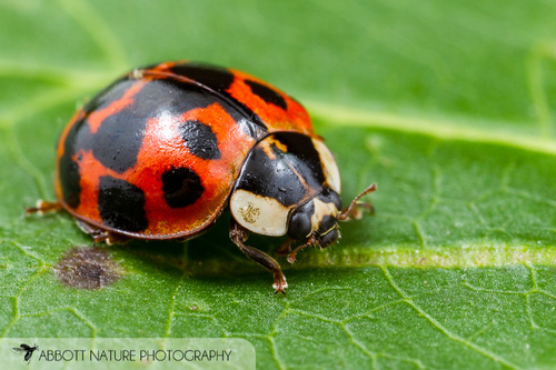 Ladybugs of the US · iNaturalist