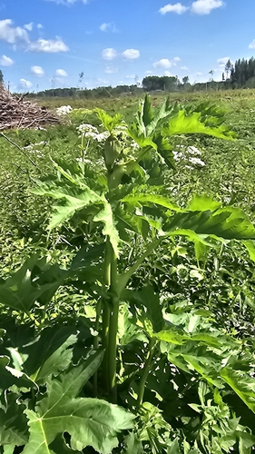 common cowparsnip