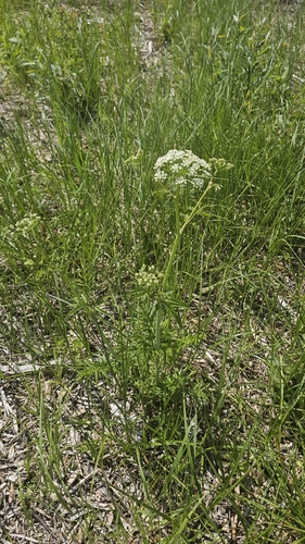 water hemlock