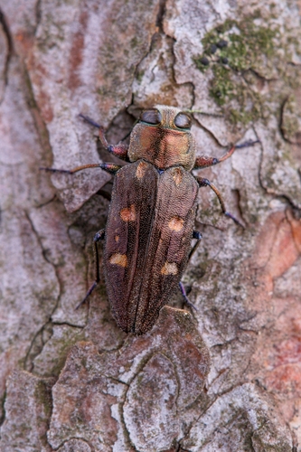Chrysobothris igniventris