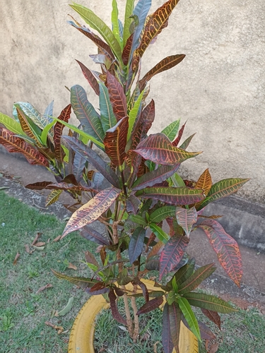 Variegated Croton