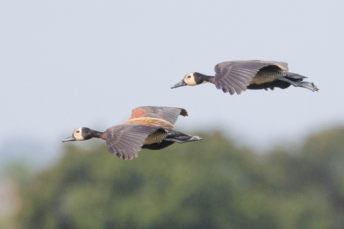 White-faced Whistling-Duck
