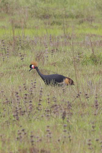 Black Crowned Crane
