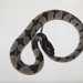 Black Headed Snake - Photo (c) Ashraf Elhalah, all rights reserved