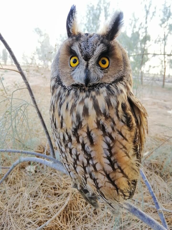 칡부엉이 from Zarqa, , Zarqa, JO on 2019년 06월 11일 (화) at 01:52 오후 by Ashraf Elhalah · iNaturalist 칡부엉이 (Asio otus)