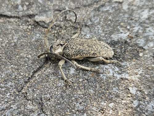 Brachyhammus