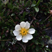 Hooker's Eight-petal Mountain-Avens - Photo (c) Stephanie Zorio, all rights reserved, uploaded by Stephanie Zorio