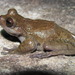 Martinsi Tree Frog - Photo (c) Raphael Lima, all rights reserved, uploaded by Raphael Lima