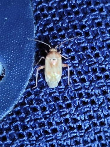 iNaturalist observation photo of Lygus Bugs
