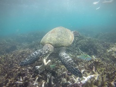 Hawksbill turtle