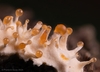 Stilbocrea macrostoma - Photo (c) François Guay, all rights reserved, uploaded by François Guay