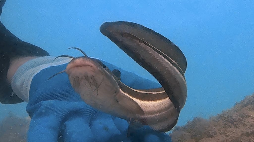 Striped Eel Catfish