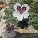 Erodium cheilanthifolium - Photo (c) Thorhold Souilljee, all rights reserved, uploaded by Thorhold Souilljee