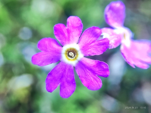 Primula gemmifera