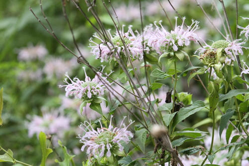 Monarda fistulosa var. mollis