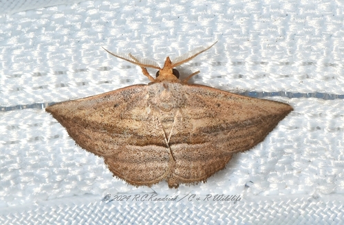 Parasada carnosa