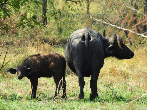 Cape Buffalo