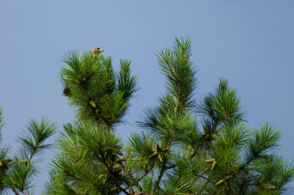 Red-shouldered Hawk