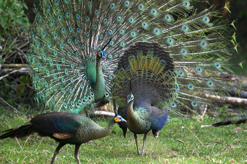 绿孔雀(Pavo muticus) · iNaturalist