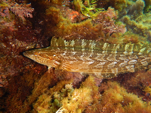 Giant Kelpfish
