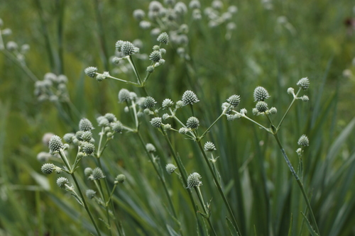 Eryngium yuccifolium var. yuccifolium