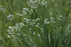 Northern Rattlesnake Master - Photo (c) jtuttle, all rights reserved, uploaded by jtuttle