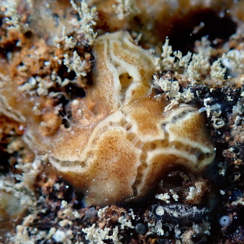 Placospongia decorticans