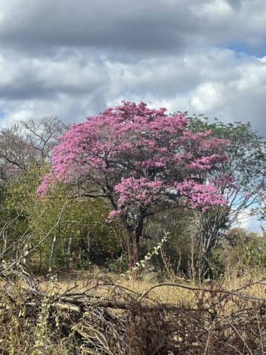 pink ipê