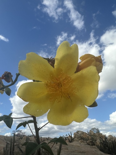Buttercup Tree