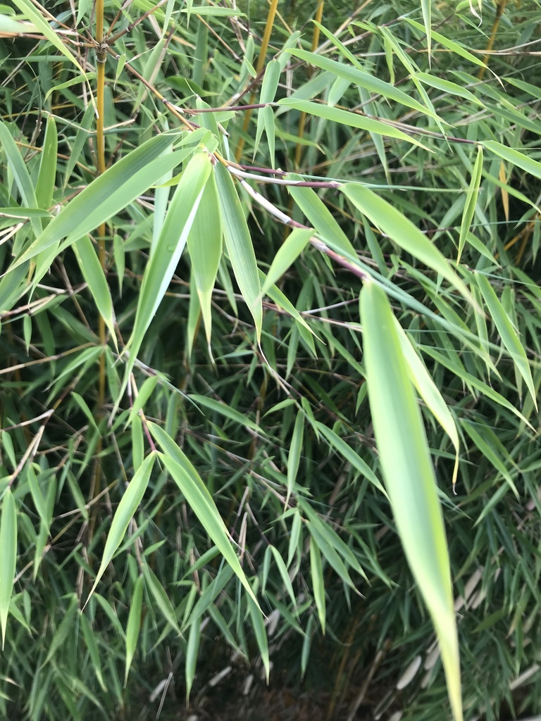 Genus Fargesia  iNaturalist