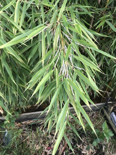 Umbrella Bamboo (Fargesia robusta)  iNaturalist