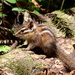 Marin Chipmunk - Photo (c) Ross W. Rabkin, all rights reserved, uploaded by Ross W. Rabkin