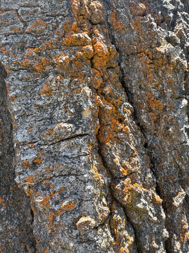 iNaturalist observation photo of Xanthorioideae