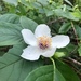 Mountain Camellia - Photo (c) Wilder Kenzie, all rights reserved, uploaded by Wilder Kenzie