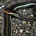 Peninsula Ribbon Snake - Photo (c) Eoghan Irwin, all rights reserved, uploaded by Eoghan Irwin