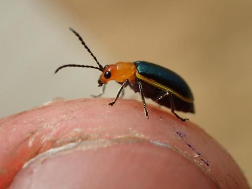 Cornubrotica dilaticornis