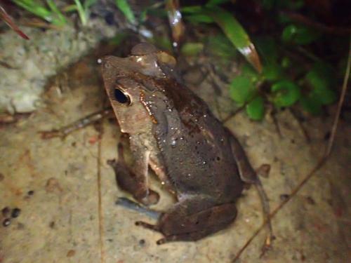 South American Common Toad