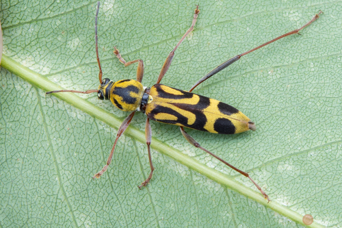 Chlorophorus annularis (Fabricius, 1787)