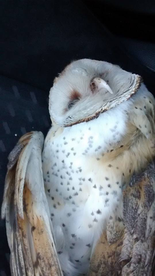 Barn Owl from Carretera Joquicingo-Santa María Jajalpa, Tenango del ...