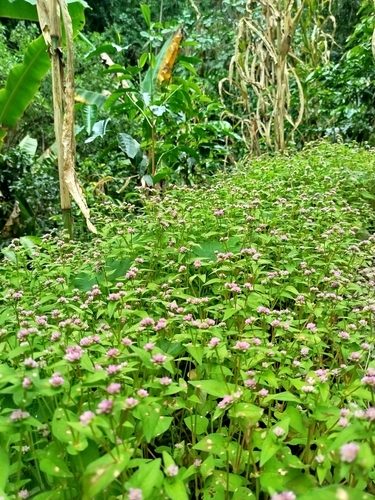 Nepal Persicaria