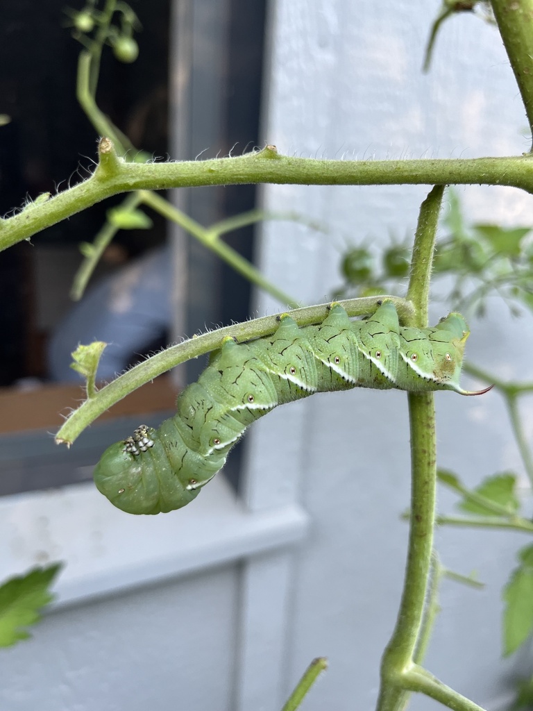 Carolina Sphinx from Franconia, NH, US on August 7, 2024 at 06:45 PM by ...