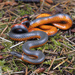 Northwestern Ringneck Snake - Photo (c) Jake Scott, all rights reserved, uploaded by Jake Scott