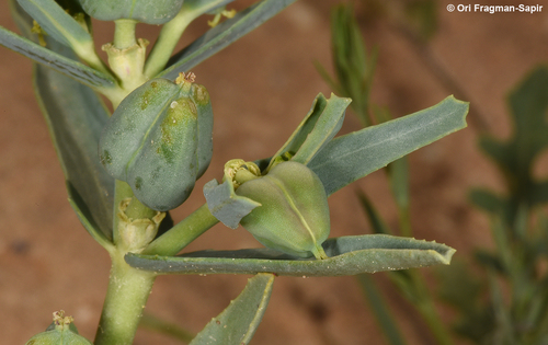 Euphorbia grossheimii