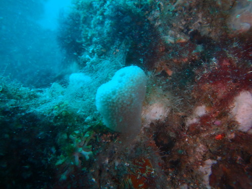 Callyspongia stellata
