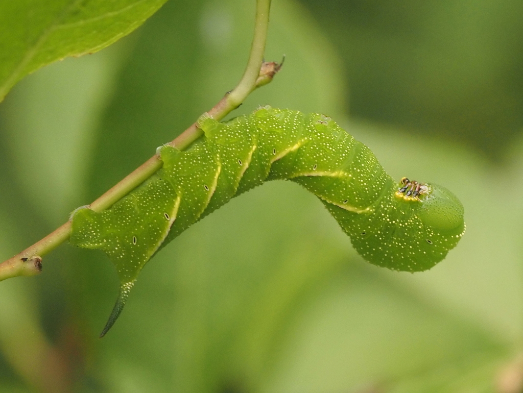 Pawpaw Sphinx from Hammonds Plains, NS, Canada on August 6, 2024 at 06: ...